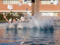 Das ist Tradition: Nach einer erfolgreichen Prüfung springen Martin und sein Freund Alex samt Uniform und Prüfungsunterlagen in den Pool.